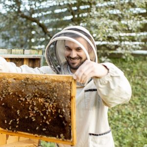 Beekeeper in protective uniform getting honeycombs from the wooden hive, working on the apiary