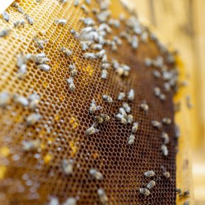 Close-up of a honeycomb frame with lots of bees on the apiary